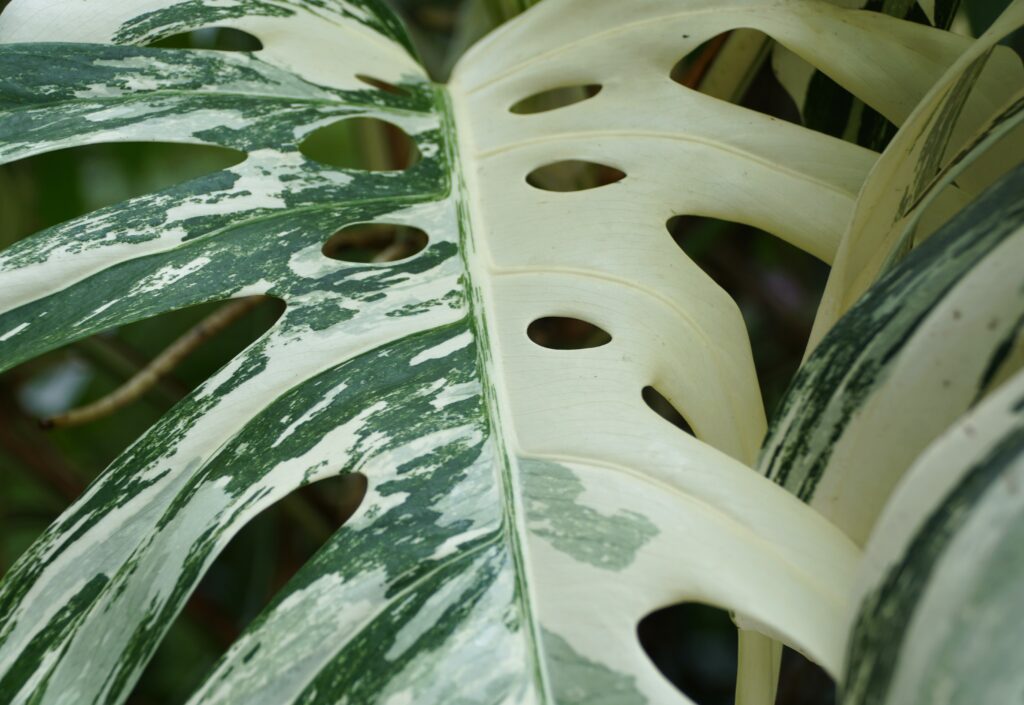 Monstera Albo - Plants for beginners