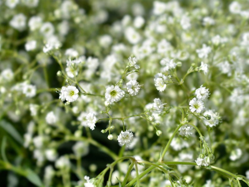 Baby's Breath